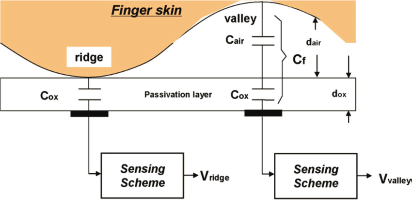 The conceptual model of a capacitive fingerprint sensor
